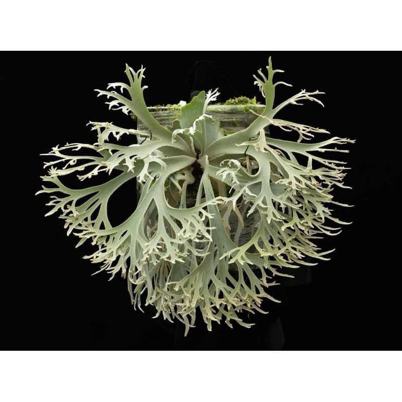 jenny鹿角蕨的價格推薦- 2025年12月| 比價比個夠BigGo