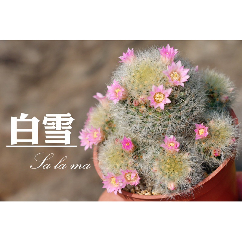 【白雪】（群生）（粉紅色花） 3吋盆 | 療癒小物  |仙人掌科 | Sa La Ma多肉植物