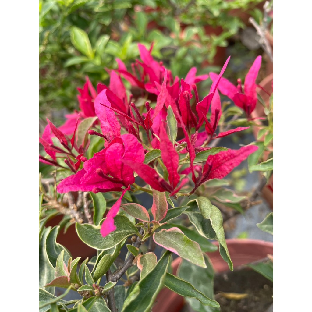 🌵觀花植物 室內植物 淨化空氣🌵【 九重葛(紅蝶) 】7吋盆