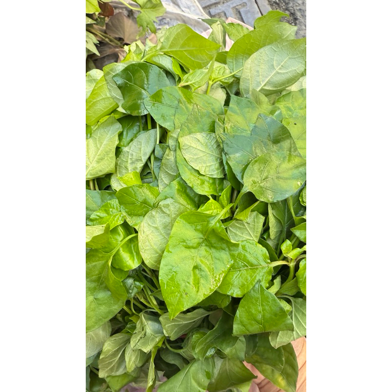 枸杞葉 🍃一斤150 二斤280