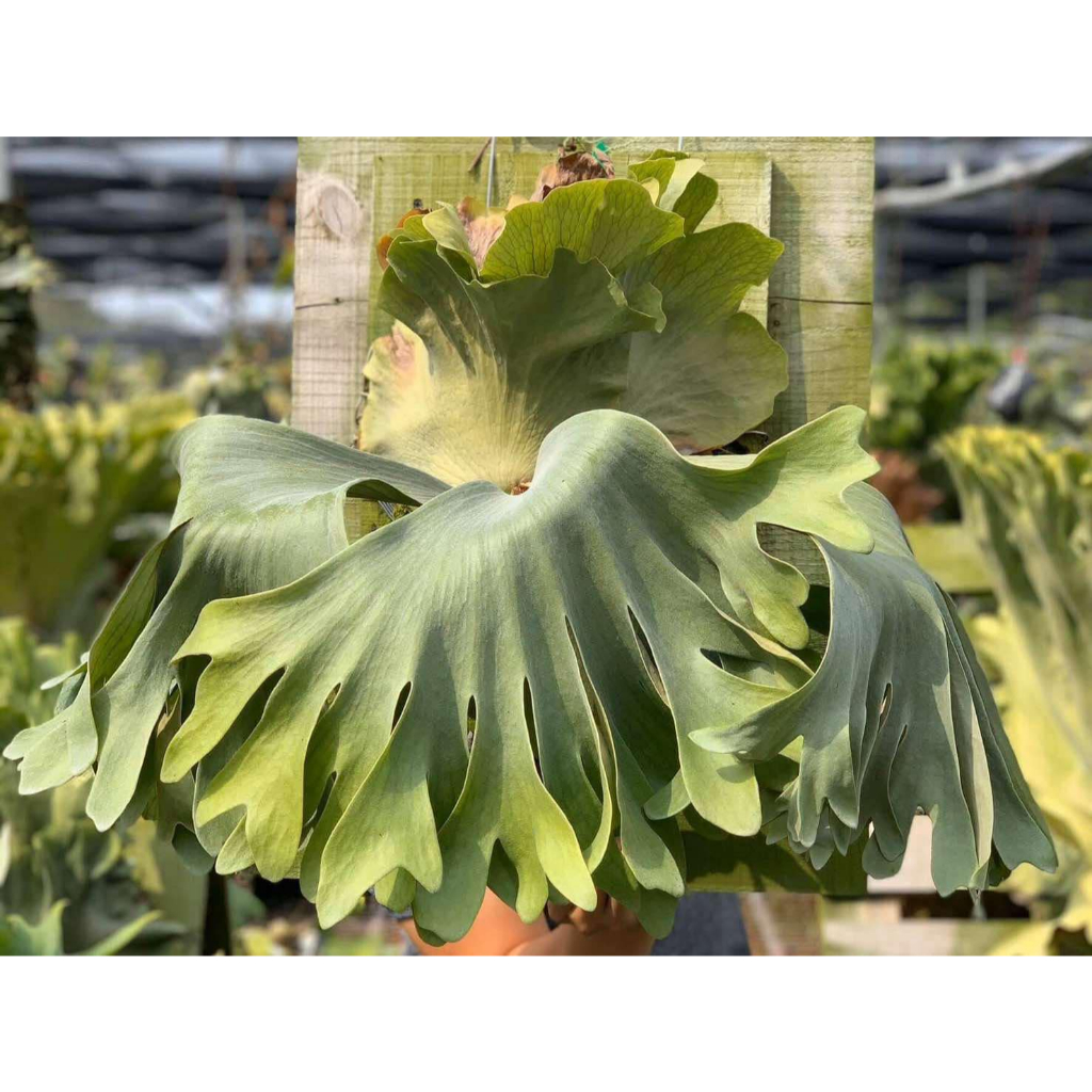 金功夫鹿園 象耳交爪哇 鹿角蕨 #室內植物 #鹿角蕨新手 #鹿角蕨盆栽