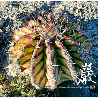 ▪︎巖 -實生▪︎伊葉植物社／多肉-塊根-仙人掌-旱生-室外室內植物-窗臺-陽臺-居家辦公室綠化美化-小盆栽-珍特殊療癒