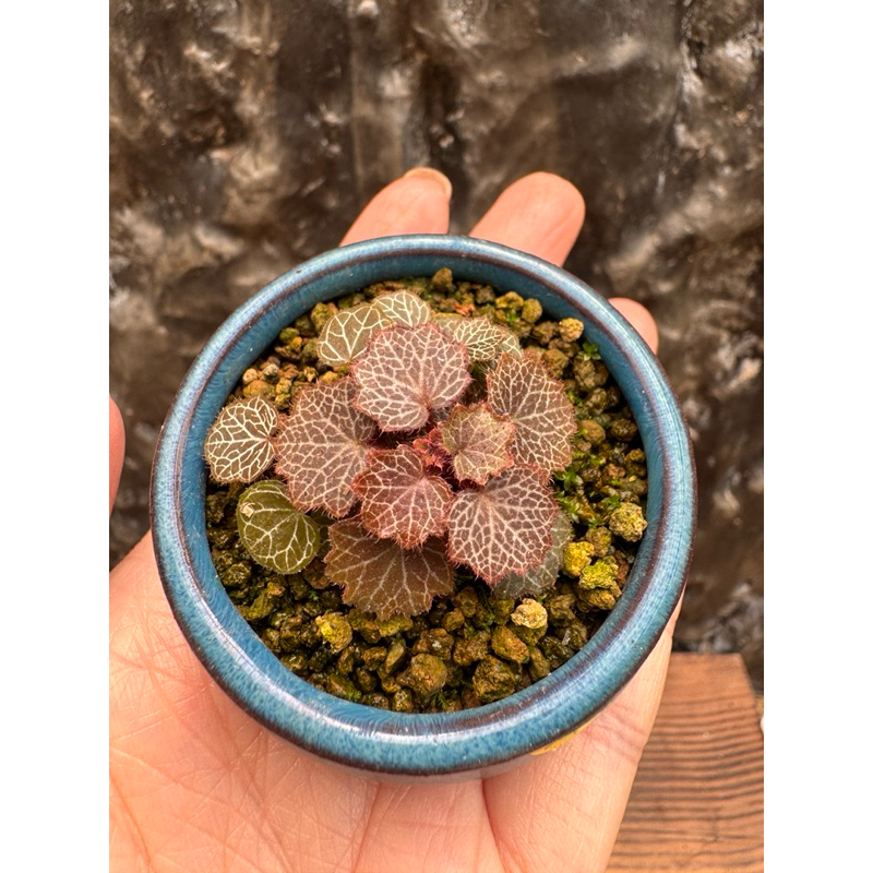 特價特價🔜日本姬虎耳草 一物一拍 微景觀植物 觀葉植物 快速出貨
