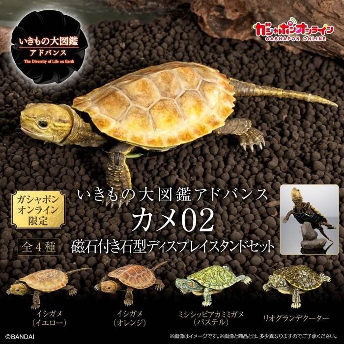 【預購2025年7月】BANDAI 扭蛋 生物大圖鑑進階版 烏龜02 附支架 全4種 一套4入販售