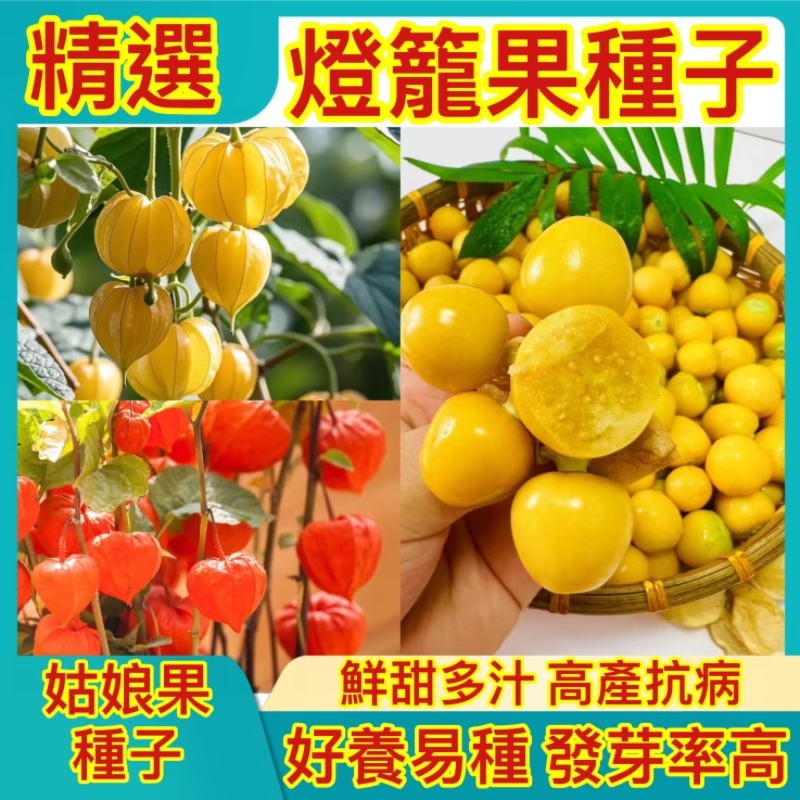 【台灣出貨】姑娘果種子 超大果 紅姑娘果 黃姑娘果 紫姑娘果 四季盆栽種植蔬菜種子 水果種子 燈籠果 產量高抗病強