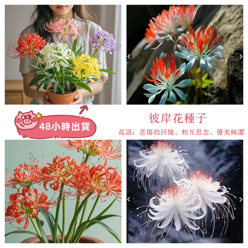 現貨 彼岸花種子 （50粒）曼珠沙華種子 彼岸花種籽 室內外盆栽花卉植物 四季開花 室外 陽臺 庭院 易活 觀賞花卉