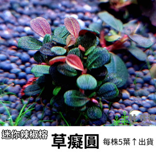 《林作物》線或/含發票 稀有水草【草痴圓】迷你型辣椒榕 辣椒榕 神秘草 水中葉 前景 陰性草 新手級