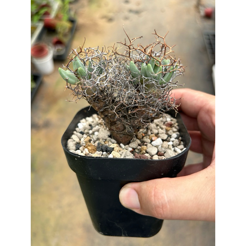 tylecodon reticulatus的價格推薦 - 2026年4月 | 比價比個夠BigGo