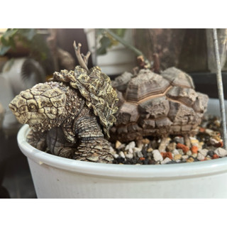 塊根植物、多肉植物、塊根模型［精緻版本南非龜甲龍怪獸模型］