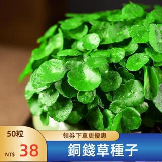 🍀【銅錢草種子】🍀現貨速發四季種植銅錢草金錢草種子 招財進寶 培辦公室桌面金錢草吸甲醛植物水生水養桌擺好物