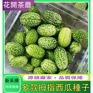 🔥臺灣現貨【拇指西瓜種子】四季拇指西瓜種子一株可結60-100顆果 迷你水果種子小西瓜可留種 陽臺庭院盆栽種植