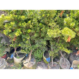 金鑽(晶鑽)羅漢松🌲定價1000元高度連盆120~150公分☘️8吋盆