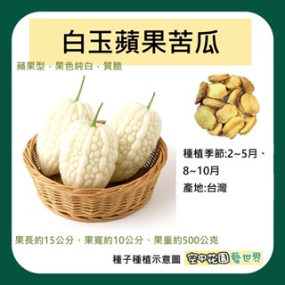 【臺灣出貨 電子發票】白玉蘋果苦瓜 種子 菜籽 苦瓜 白苦瓜 白玉苦瓜 蘋果苦瓜 空中花園藝世界