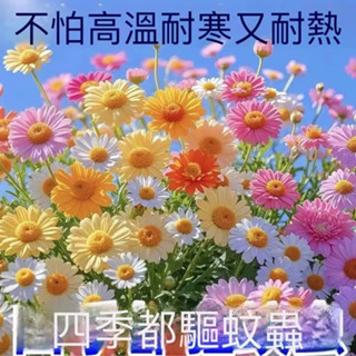 現貨 除蟲菊種子#驅蟲菊#驅蚊花# 觀賞大花菊種子#驅蚊植物種子#盆栽地栽 四季播種 多年生 花卉花海 五彩混發