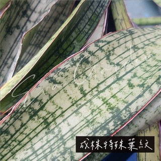 埃及艷後 Cleopatra【EVA花園】0521更新 一物一拍 虎尾蘭Sansevieria 淨化空氣植物 適半日照