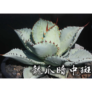 龍爪暗中斑 一物一拍 龍舌蘭科 多肉 陽光美錦DAYLIGHT PLANTS