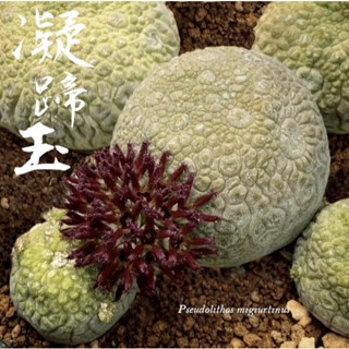 【凝蹄玉】伊葉植物社-實體門市／多肉塊根仙人掌進口植物室外室內窗臺陽臺辦公室珍稀特殊特別田尾潮流綠化植栽盆栽可愛
