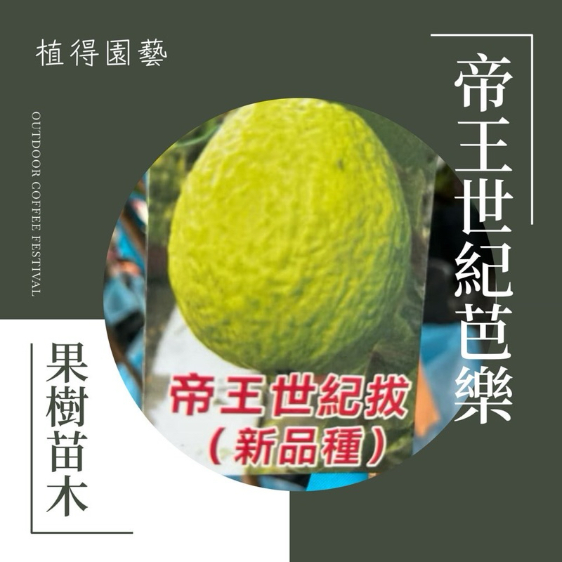 植得｜帝王世紀 芭樂｜嫁接果樹苗木