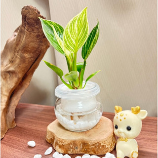 《Kamata🌈》☘️鉑金蔓綠絨 胖胖玻璃瓶組☘️水耕盆栽 土培盆栽 雨林植物 觀葉植物 綠化植物