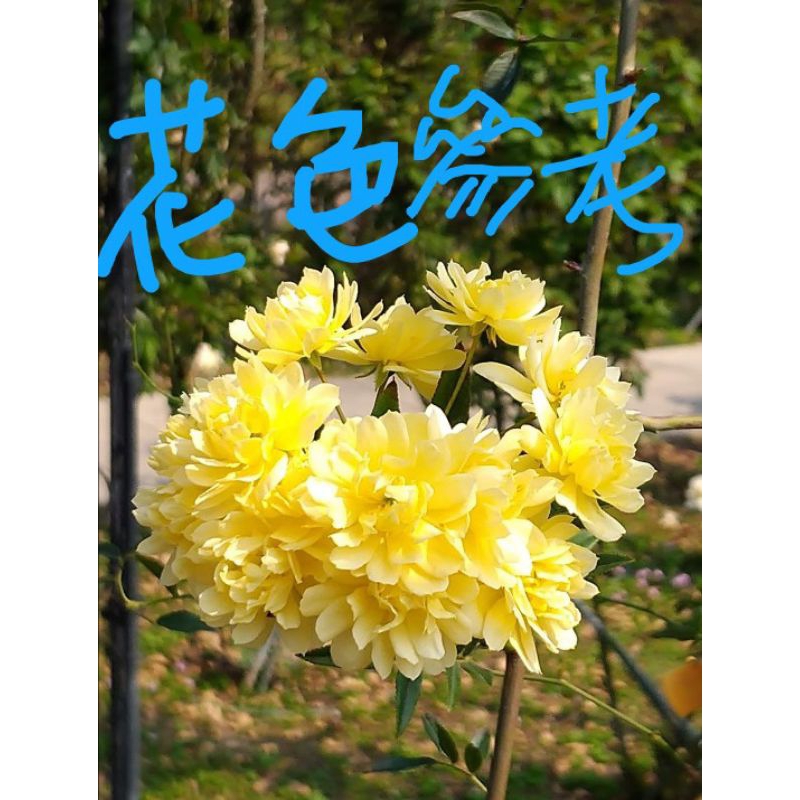 【市面 稀少】黃香木/木香花。實拍圖【7個芽點】。#植株#盆栽#花苗