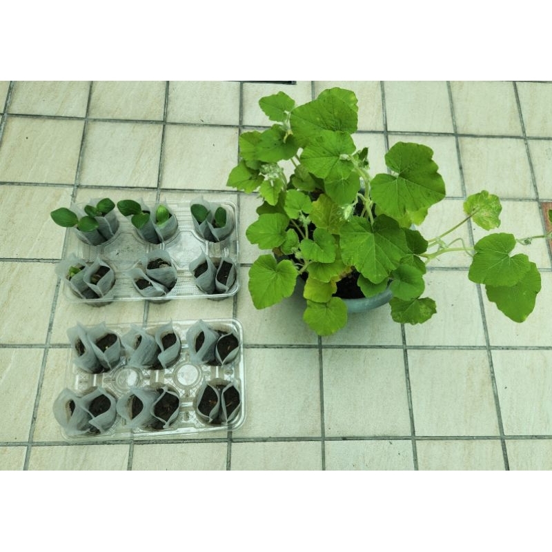 栗子南瓜小苗1株／20元