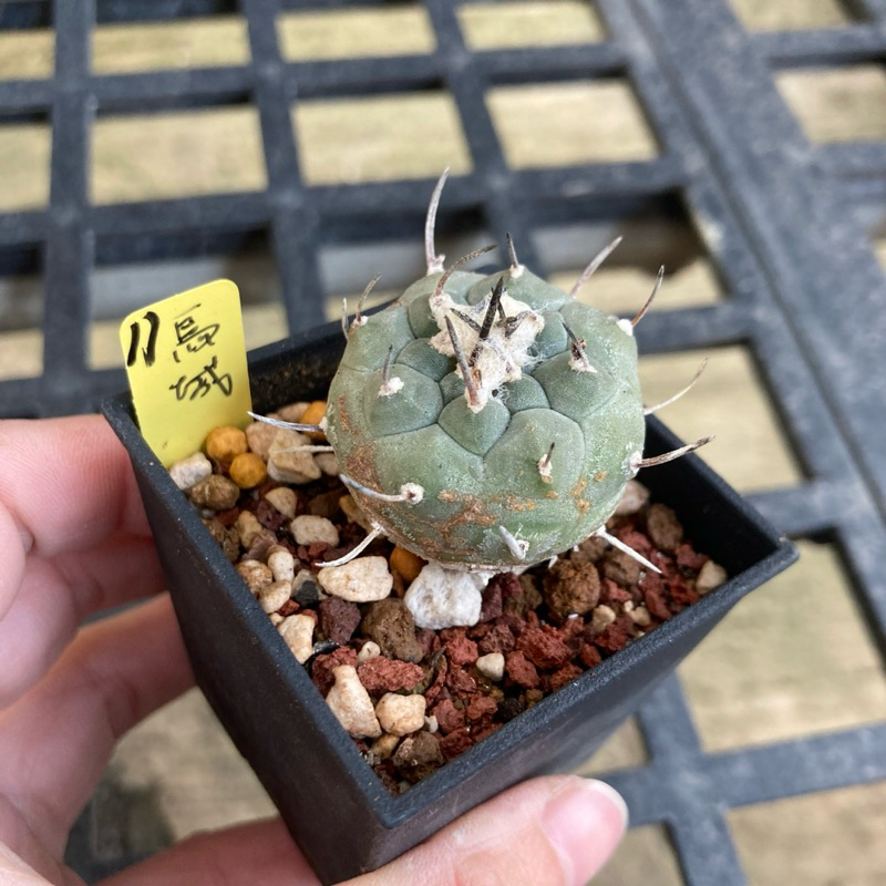 小玉多肉🌵烏城丸 二吋盆（4/18🆕）