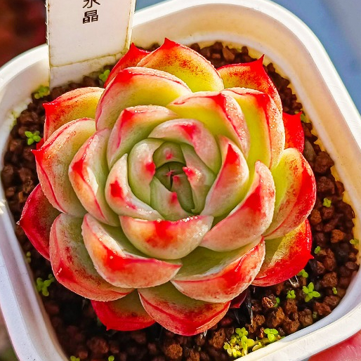 【多肉控】粉水晶 / 水晶玫瑰 進口多肉 多肉植物 韓國多肉 盆器口徑7cm