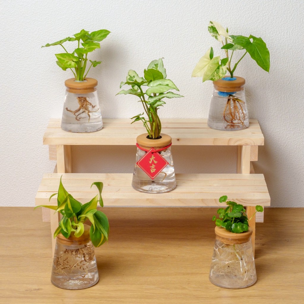 三角水耕植物 馬拉巴栗 袖珍椰子 火鶴 蔓綠絨 合果芋 黃金葛 龜背芋 虎尾蘭 銅錢草 水培 無土室內植物 虎皮蘭水耕瓶