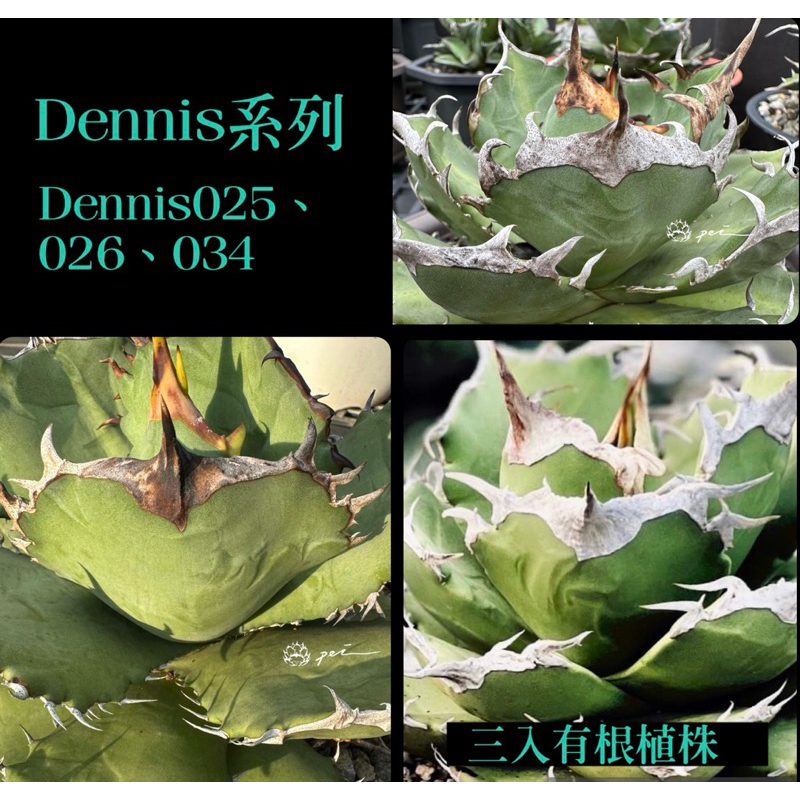 Dennis025 026 034 龍舌蘭組合包J 側芽販售 非組培 含盆寄出 龍舌蘭 AGAVE 嚴龍 甲蟹 多肉植物