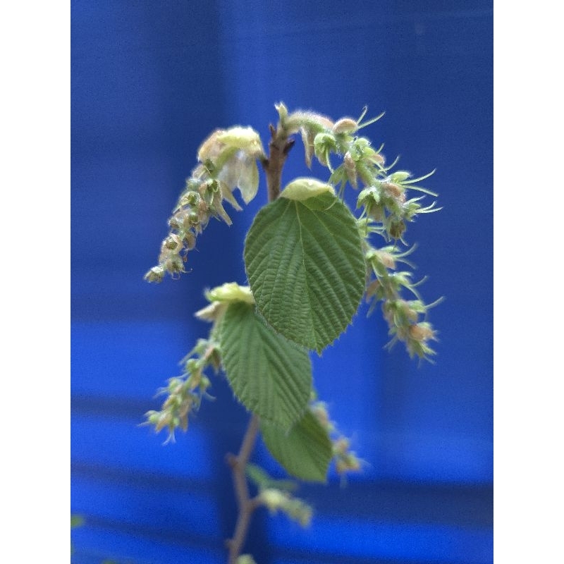 香土佐水木 臘瓣花 3/30拍