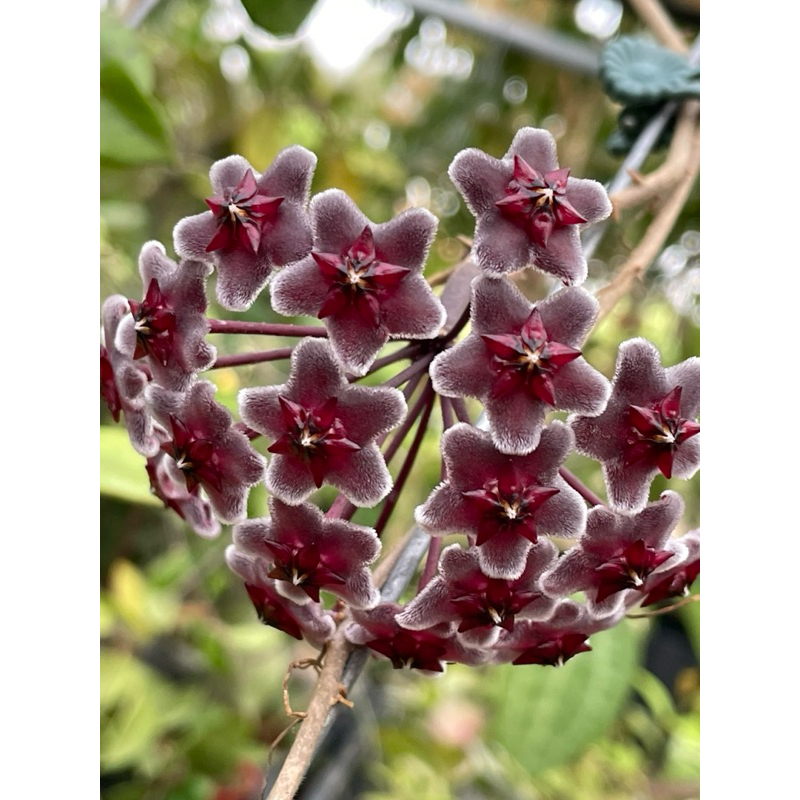 皇家夏威夷紫 毬蘭 Hoya pubicalyx 'Royal Hawaiian Purple