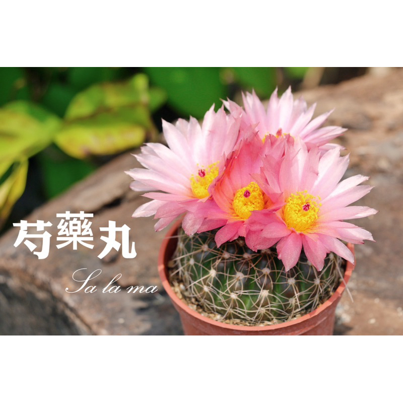 【芍藥丸】3吋盆 | Sa La Ma多肉植物 |仙人掌科