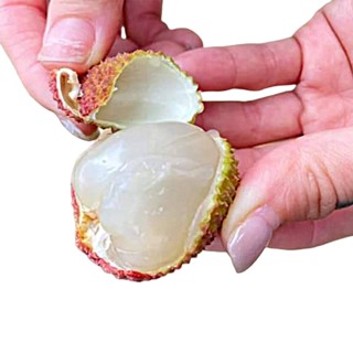 預購【荔莊果園】高雄大樹剪枝玉荷包36mm特級大果禮盒x6盒(5斤/盒_冷藏宅配_產地直送 )
