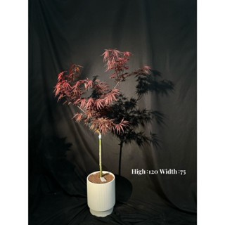 新芯晨花園/桃園三民店/紅孔雀楓樹/頂級楓葉/嫁接四年/半日照即可種植