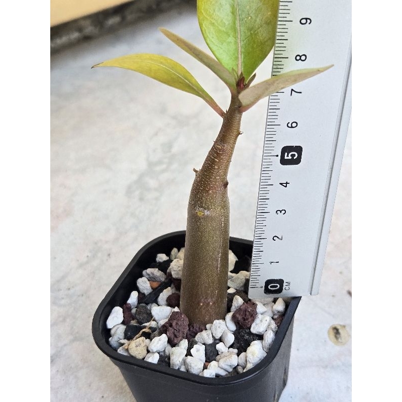 阿拉伯巨大沙漠玫瑰B(種子實生/3吋盆/寬1.6公分/含盆寄/買三盆沙玫送一實生苗)