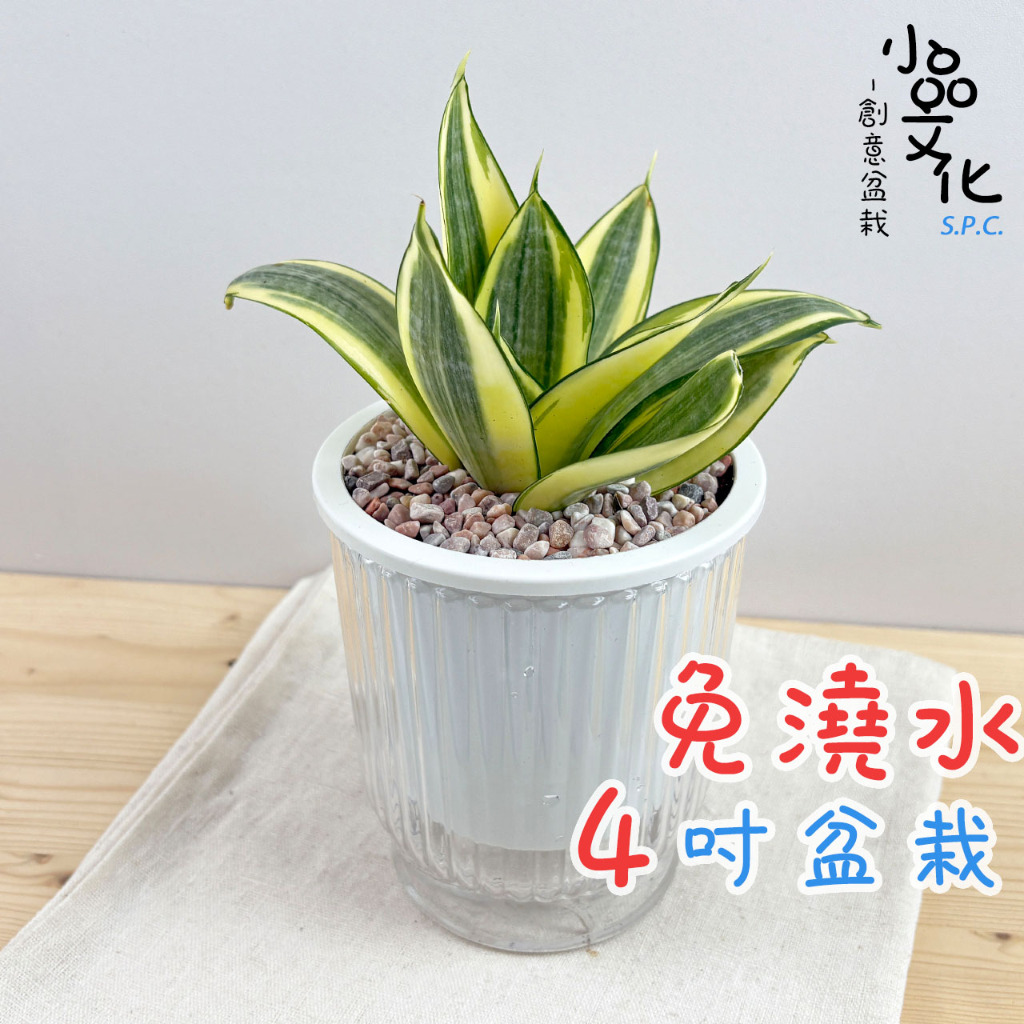 【小品文化】黃虎尾蘭【現貨】4吋透明條紋免澆水盆栽 室內植物 室內盆栽 懶人盆栽 水培植物 水培盆栽 室內盆栽 觀葉植物