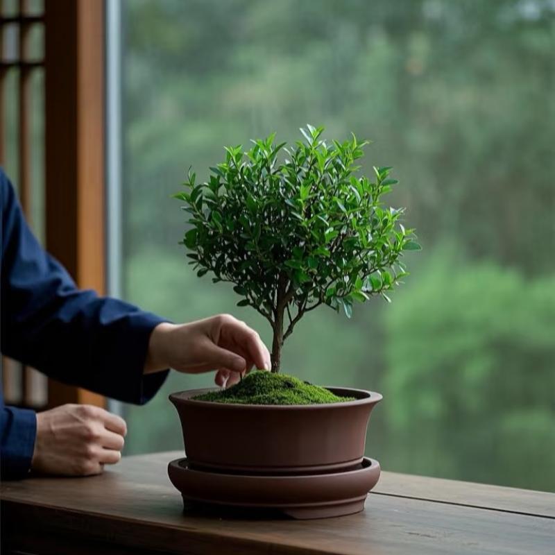 🪴【金絲楠木樹種子】🪴2025稀有小葉赤楠樹種子 🌿招財鎮宅  四季常綠 盆栽植物小院種植 陽台種植 好養活耐活