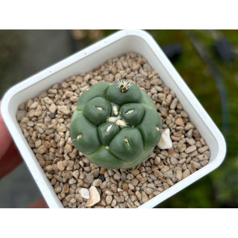 無刺象牙丸 仙人掌/ 3吋 /奧莉諾多肉園