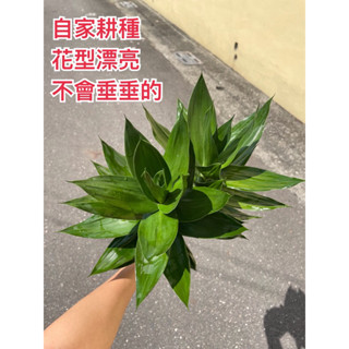 蓮花竹 自家耕種 富貴竹 水耕植物 春節植物 水耕 土培 佛堂拜拜 九九重陽 水質栽
