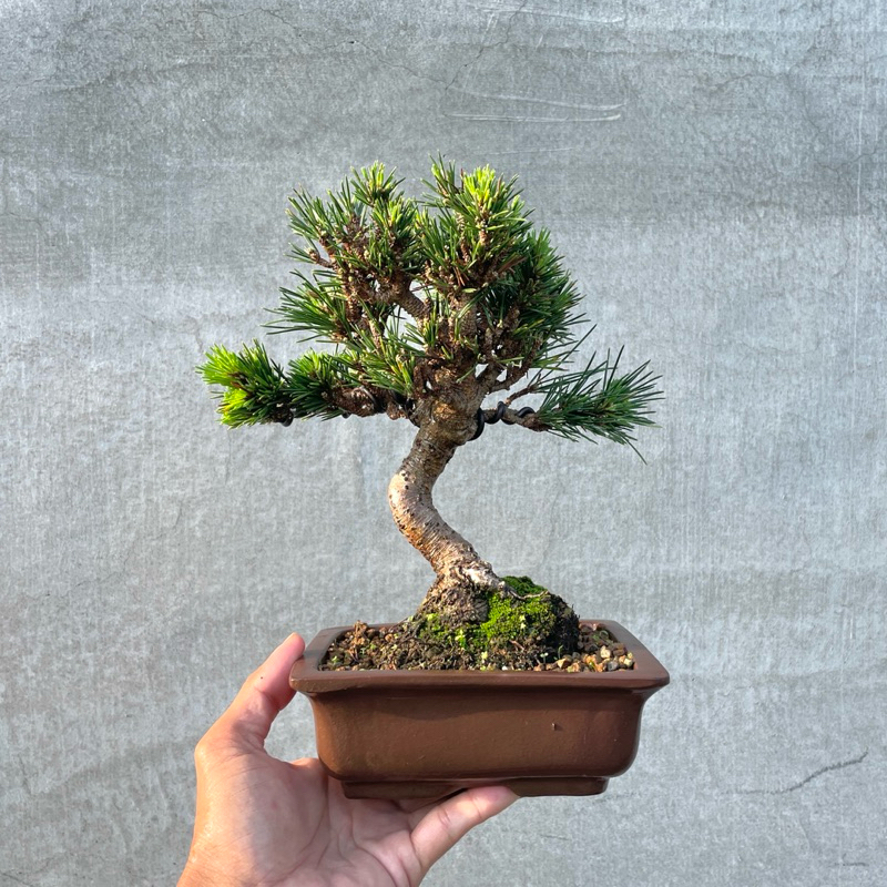 《野趣小品盆栽》日本🇯🇵進口·千壽丸·精品短葉黑松