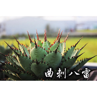 曲刺八雷 一物一拍 龍舌蘭科 多肉 陽光美錦DAYLIGHT PLANTS