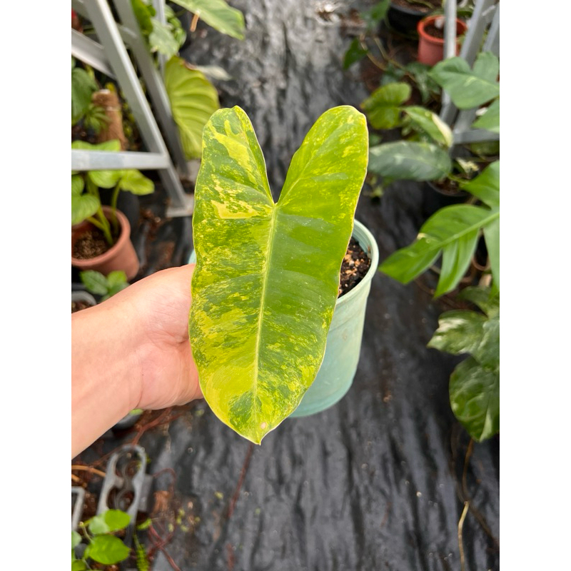 觀葉植物斑葉獨角獸蔓綠絨