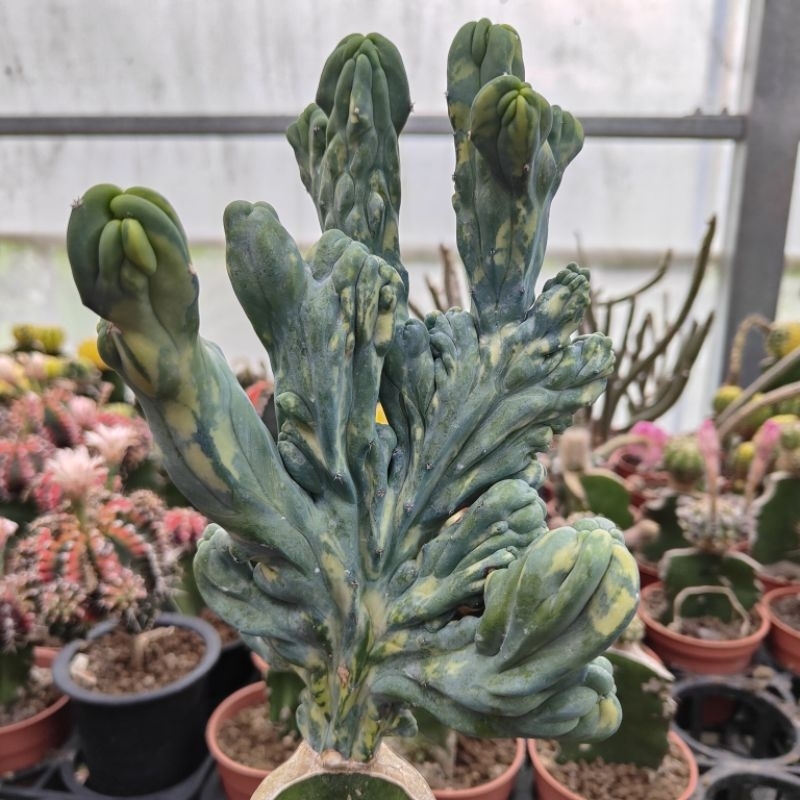 龍神木綴化錦（脫盆寄絕不含盆）（嫁接仙人掌）2025/5/18，陶器小仙肉