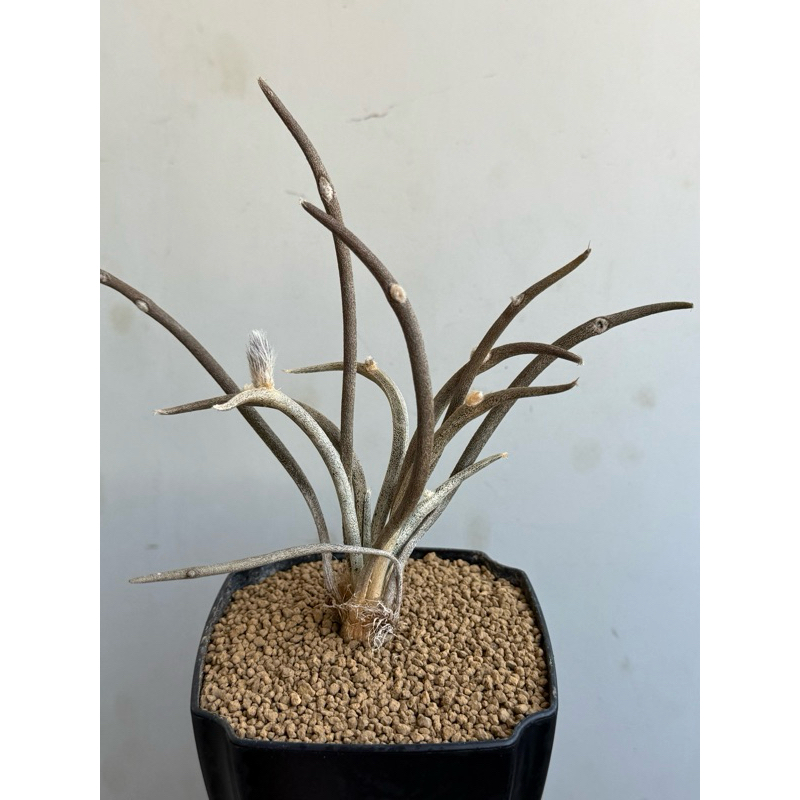 媃居Rou G🌵梅杜莎仙人掌/塊根/多肉植物