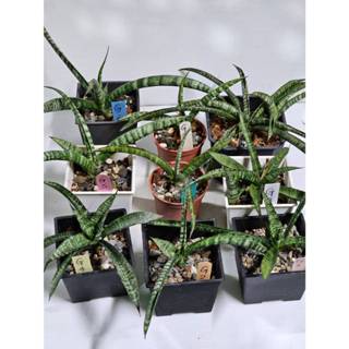 [1140524更新] 金絲 虎尾蘭 (多棵🌵溫馨の多肉🌞 淨化空氣 多肉植物