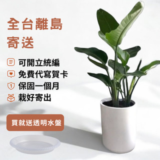天堂鳥｜大型盆栽植物｜室內植物大型｜水泥盆｜綠植、開幕、送禮、室內擺飾首選