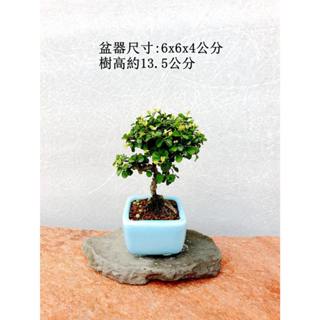 姬水蓮木 (開花囉) 盆栽