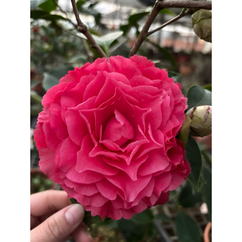 《秀水茶園》天邊六角九吋盆茶花