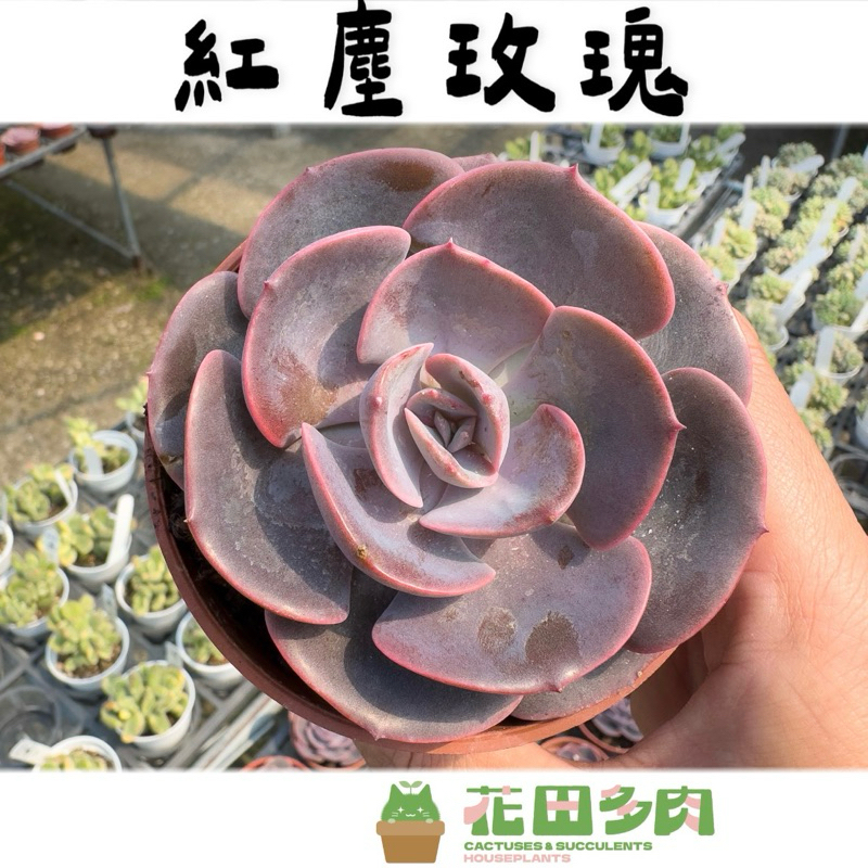 《花田多肉》🌵【紅塵玫瑰】 3吋盆 多肉植物/仙人掌/戶外植物/多肉/景天科