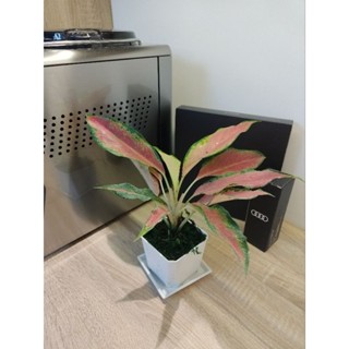 盆栽 小品 紅蘋果粗勒葉 室內植物 送底盤 空氣淨化 招財植物